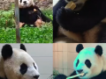 大熊猫福宝已开始在外场采食 精神情况正常良好